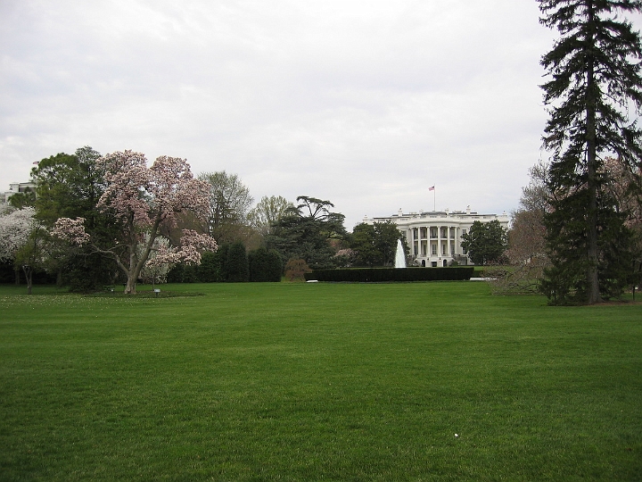 05 Cherry blossoms, White House.jpg